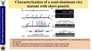"Non-coding RNA mediated epigenetic regulation of agronomic traits in ...