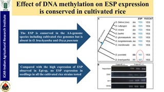 "Non-coding RNA mediated epigenetic regulation of agronomic traits in ...
