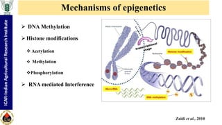 "Non-coding RNA mediated epigenetic regulation of agronomic traits in ...