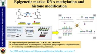 "Non-coding RNA mediated epigenetic regulation of agronomic traits in ...
