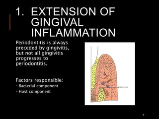 1. EXTENSION OF
GINGIVAL
INFLAMMATION
6
Periodontitis is always
preceded by gingivitis,
but not all gingivitis
progresses to
periodontitis.
Factors responsible:
 Bacterial component
 Host component
 