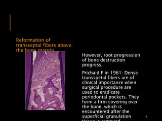 Reformation of
transseptal fibers above
the bone margin
However, root progression
of bone destruction
progress.
Prichaid F in 1961: Dense
transspetal fibers are of
clinical importance when
surgical procedure are
used to eradicate
periodontal pockets. They
form a firm covering over
the bone, which is
encountered after the
superficial granulation 9
 