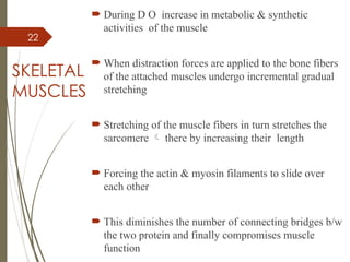 22
SKELETAL
MUSCLES
 During D O increase in metabolic & synthetic
activities of the muscle
 When distraction forces are applied to the bone fibers
of the attached muscles undergo incremental gradual
stretching
 Stretching of the muscle fibers in turn stretches the
sarcomere  there by increasing their length
 Forcing the actin & myosin filaments to slide over
each other
 This diminishes the number of connecting bridges b/w
the two protein and finally compromises muscle
function
 