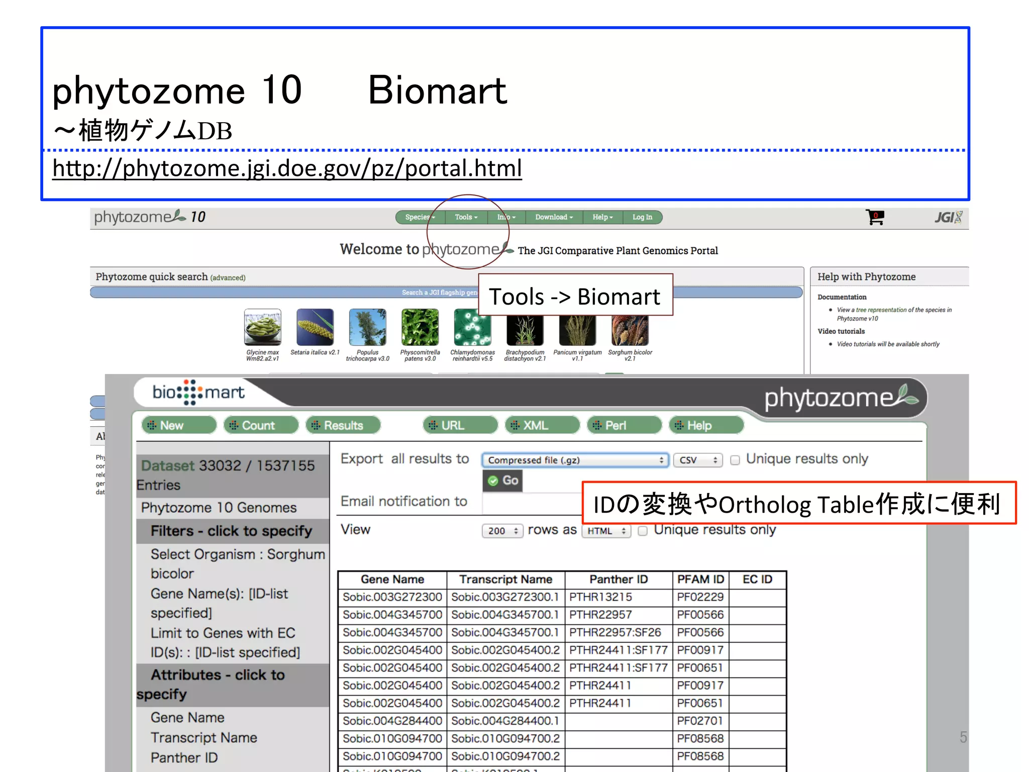  	
 
phytozome 10 Biomart	
 
〜植物ゲノムDB	
 
h:p://phytozome.jgi.doe.gov/pz/portal.html	
 
Tools	
  -­‐>	
  Biomart	
5	
IDの変換やOrtholog	
  Table作成に便利	
 