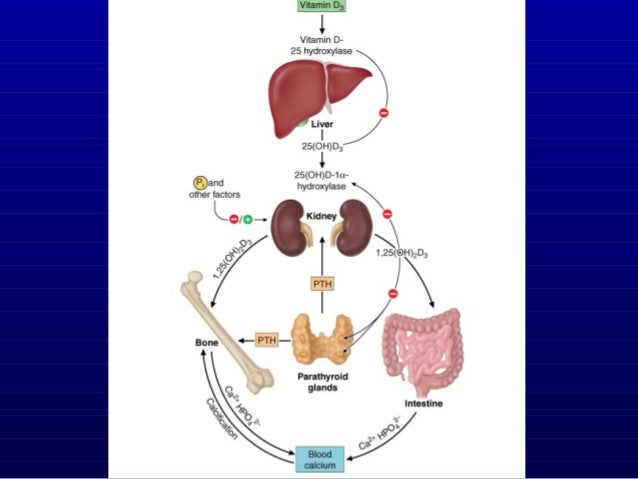 download calcium vitamin d