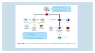 Tissue Banking and Umbilical Cord Blood Banking | PPTX