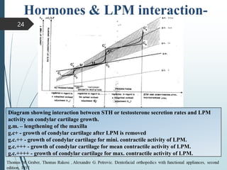 24
Diagram showing interaction between STH or testosterone secretion rates and LPM
activity on condylar cartilage growth.
g.m. – lengthening of the maxilla
g.c+ - growth of condylar cartilage after LPM is removed
g.c.++ - growth of condylar cartilage for mini. contractile activity of LPM.
g.c.+++ - growth of condylar cartilage for mean contractile activity of LPM.
g.c.++++ - growth of condylar cartilage for max. contractile activity of LPM.
 