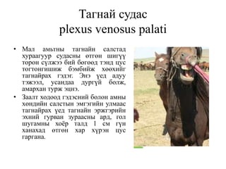 Тагнай судас
plexus venosus palati
• Мал амьтны тагнайн салстад
хураагуур судасны өтгөн шигүү
торон сүлжээ бий бөгөөд тэнд цус
тогтонгишиж бэмбийж хөөхийг
тагнайрах гэдэг. Энэ үед адуу
тэжээл, усандаа дургүй болж,
амархан турж эцнэ.
• Заалт ходоод гэдэсний болон амны
хөндийн салстын эмгэгийн улмаас
тагнайрах үед тагнайн эржгэрийн
эхний гурван зураасны ард, гол
шугамны хоёр талд 1 см гүн
ханахад өтгөн хар хүрэн цус
гаргана.
 