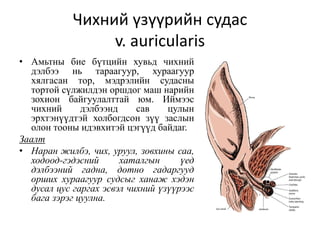 Чихний үзүүрийн судас
v. auricularis
• Амьтны бие бүтцийн хувьд чихний
дэлбээ нь тараагуур, хураагуур
хялгасан тор, мэдрэлийн судасны
тортой сүлжилдэн оршдог маш нарийн
зохион байгуулалттай юм. Иймээс
чихний дэлбээнд сав цулын
эрхтэнүүдтэй холбогдсон зүү заслын
олон тооны идэвхитэй цэгүүд байдаг.
Заалт
• Наран жилбэ, чих, уруул, зовхины саа,
ходоод-гэдэсний хаталгын үед
дэлбээний гадна, дотно гадаргууд
орших хураагуур судсыг ханаж хэдэн
дусал цус гаргах эсвэл чихний үзүүрээс
бага зэрэг цуулна.
 
