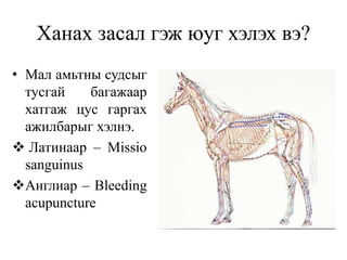 Ханах засал гэж юуг хэлэх вэ?
• Мал амьтны судсыг
тусгай багажаар
хатгаж цус гаргах
ажилбарыг хэлнэ.
 Латинаар – Missio
sanguinus
Англиар – Bleeding
acupuncture
 