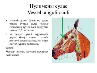 Нулимсны судас
Vessel. anguli oculi
• Hүдний дотор булангаас доош
орших гурван салаа судсыг
гурвалжин зүү ба бага хануурын
хутгаар 0,5 см ханана.
• Уг судсыг эрхий хуруугаараа
дарах буюу малын толгойг
ялимгүй доошлуулахад энэ судас
сайтар гүрийж харагдана.
Заалт
Нүдний үрэвсэл, гэдэсний хаталгаа,
баас хатах
 