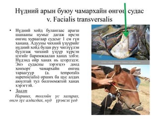 Нүдний арын буюу чамархайн өнгөц судас
v. Facialis transversalis
• Нүдний хойд булангаас арагш
шанааны нумыг дагаж ирсэн
өнгөц хураагаар судсыг 1 см гүн
ханана. Адууны чихний үзүүрийг
нүдний хойд булан руу чиглүүлэн
буулгаж чихний үзүүр хүрсэн
цэгийг баримжаалан ханах элбэг.
Нүдэнд ойр ханах нь цээрлэдэг.
Энэ судасны зэрэгцээ доод
хонхорт чамархайн өнгөц
тараагуур (a. temporalis
superoicialis) орших ба цус алдах
аюултай тул болгоомжтой ханах
хэрэгтэй.
• Заалт
Нарших, толгойн үс халцрах,
өнгө зүс алдагдах, нүд үрэвсэх үед
 