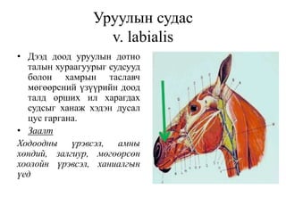 Уруулын судас
v. labialis
• Дээд доод уруулын дотно
талын хураагуурыг судсууд
болон хамрын таславч
мөгөөрсний үзүүрийн доод
талд орших ил харагдах
судсыг ханаж хэдэн дусал
цус гаргана.
• Заалт
Ходоодны үрэвсэл, амны
хөндий, залгиур, мөгөөрсөн
хоолойн үрэвсэл, ханиалгын
үед
 