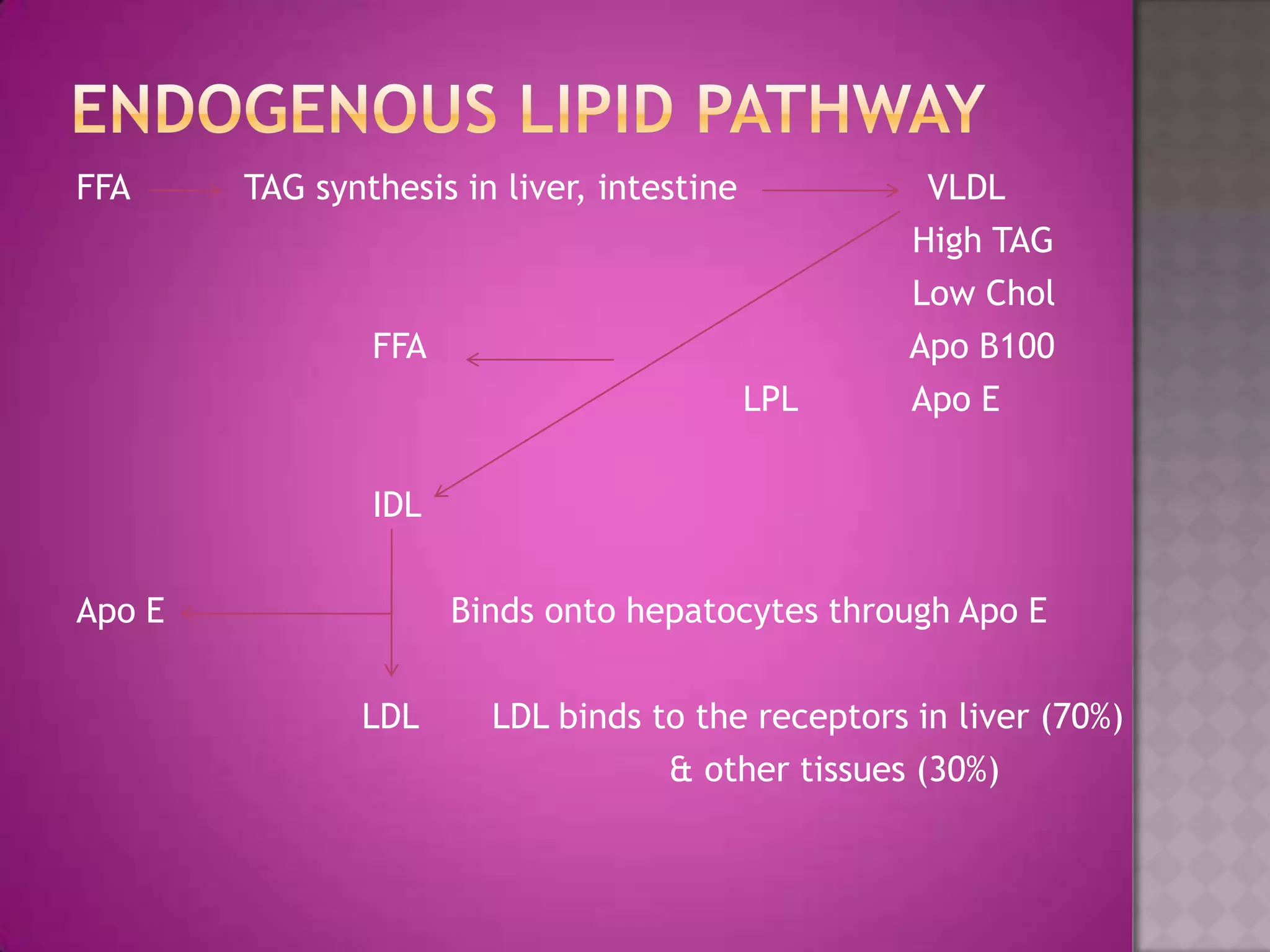 FFA TAG synthesis in liver, intestine VLDL
High TAG
Low Chol
FFA Apo B100
LPL Apo E
IDL
Apo E Binds onto hepatocytes through Apo E
LDL LDL binds to the receptors in liver (70%)
& other tissues (30%)
 