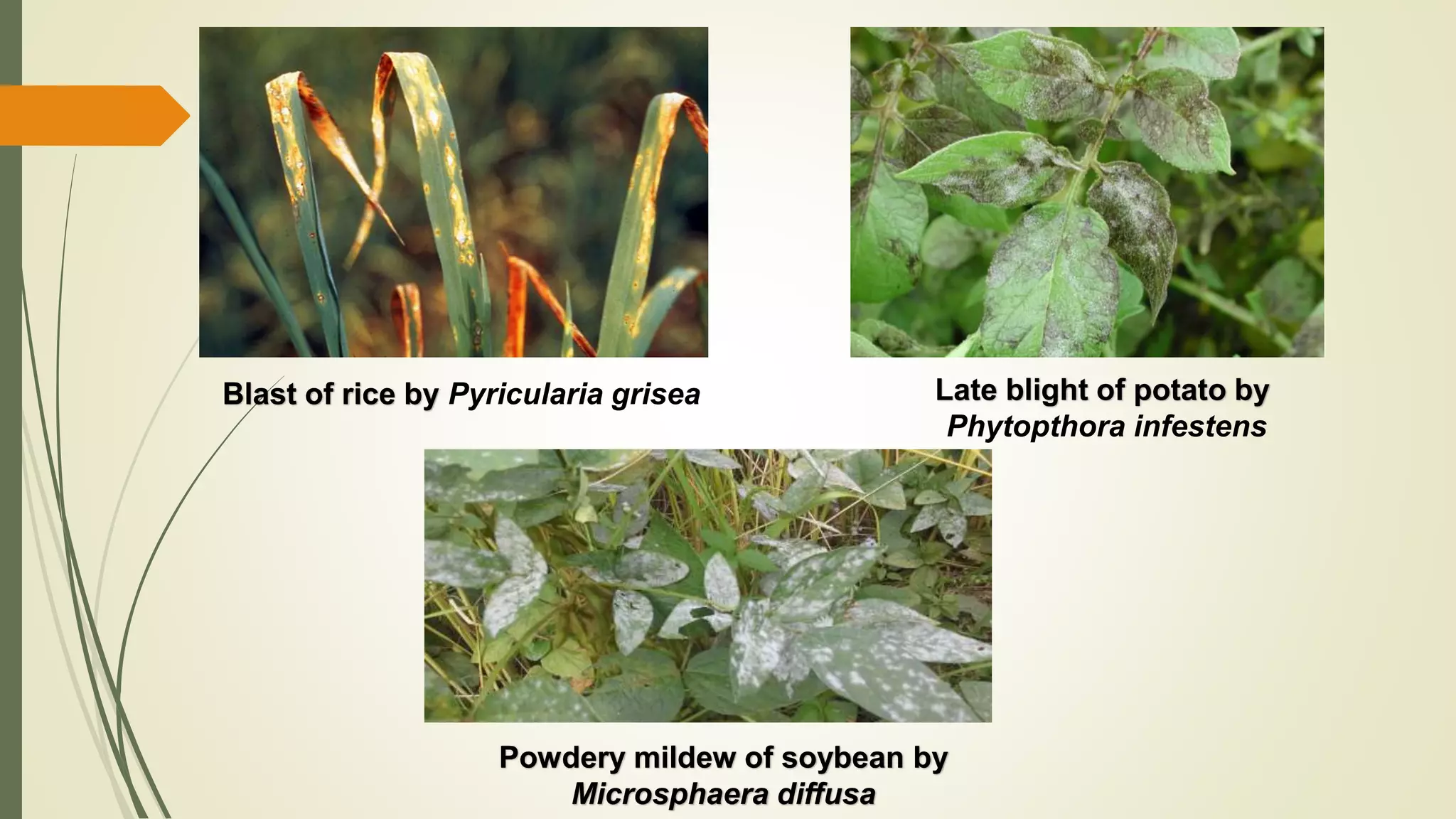 Blast of rice by Pyricularia grisea Late blight of potato by
Phytopthora infestens
Powdery mildew of soybean by
Microsphaera diffusa
 