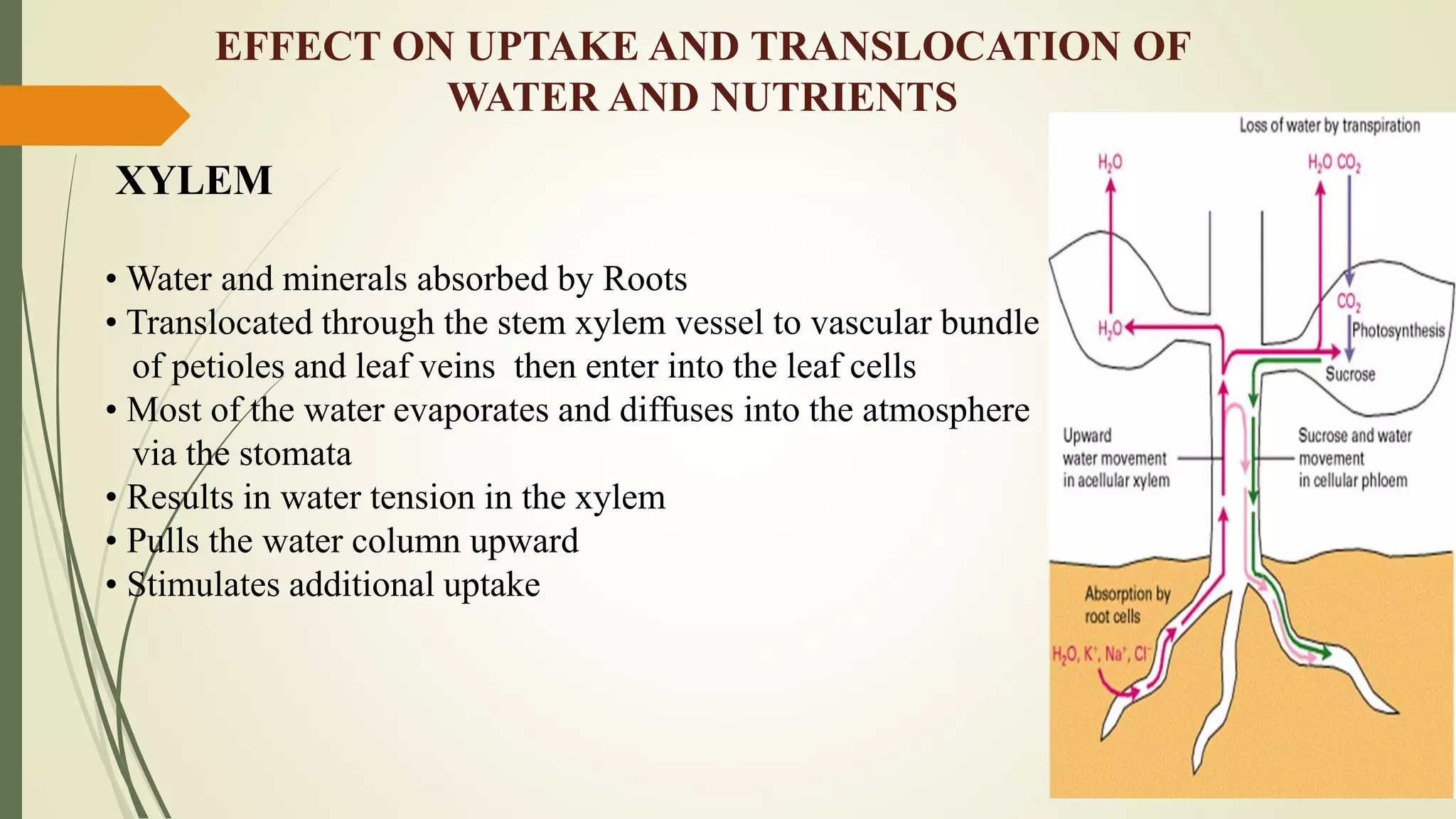 XYLEM
• Water and minerals absorbed by Roots
• Translocated through the stem xylem vessel to vascular bundle
of petioles and leaf veins then enter into the leaf cells
• Most of the water evaporates and diffuses into the atmosphere
via the stomata
• Results in water tension in the xylem
• Pulls the water column upward
• Stimulates additional uptake
EFFECT ON UPTAKE AND TRANSLOCATION OF
WATER AND NUTRIENTS
 