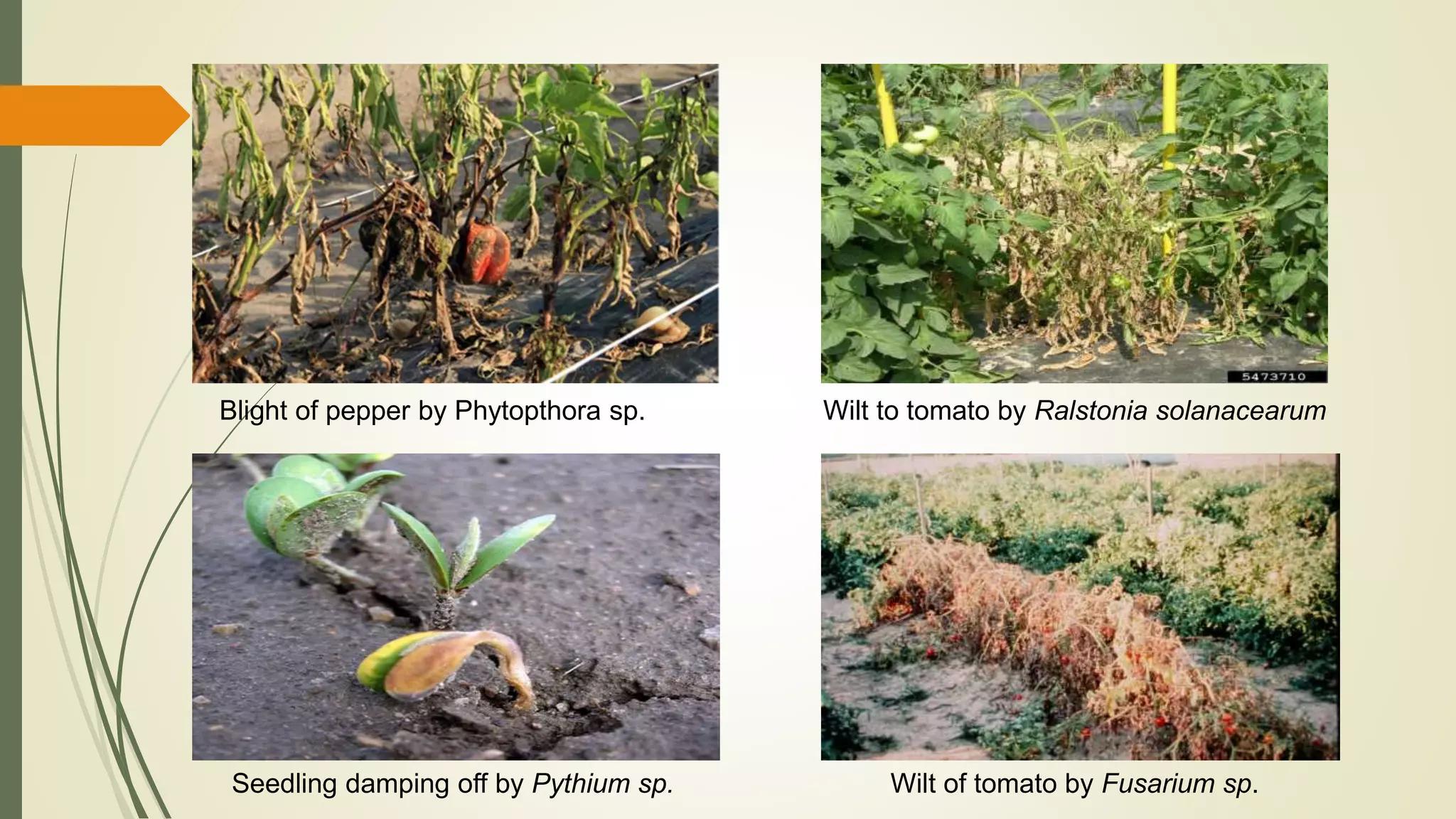Seedling damping off by Pythium sp. Wilt of tomato by Fusarium sp.
Wilt to tomato by Ralstonia solanacearumBlight of pepper by Phytopthora sp.
 