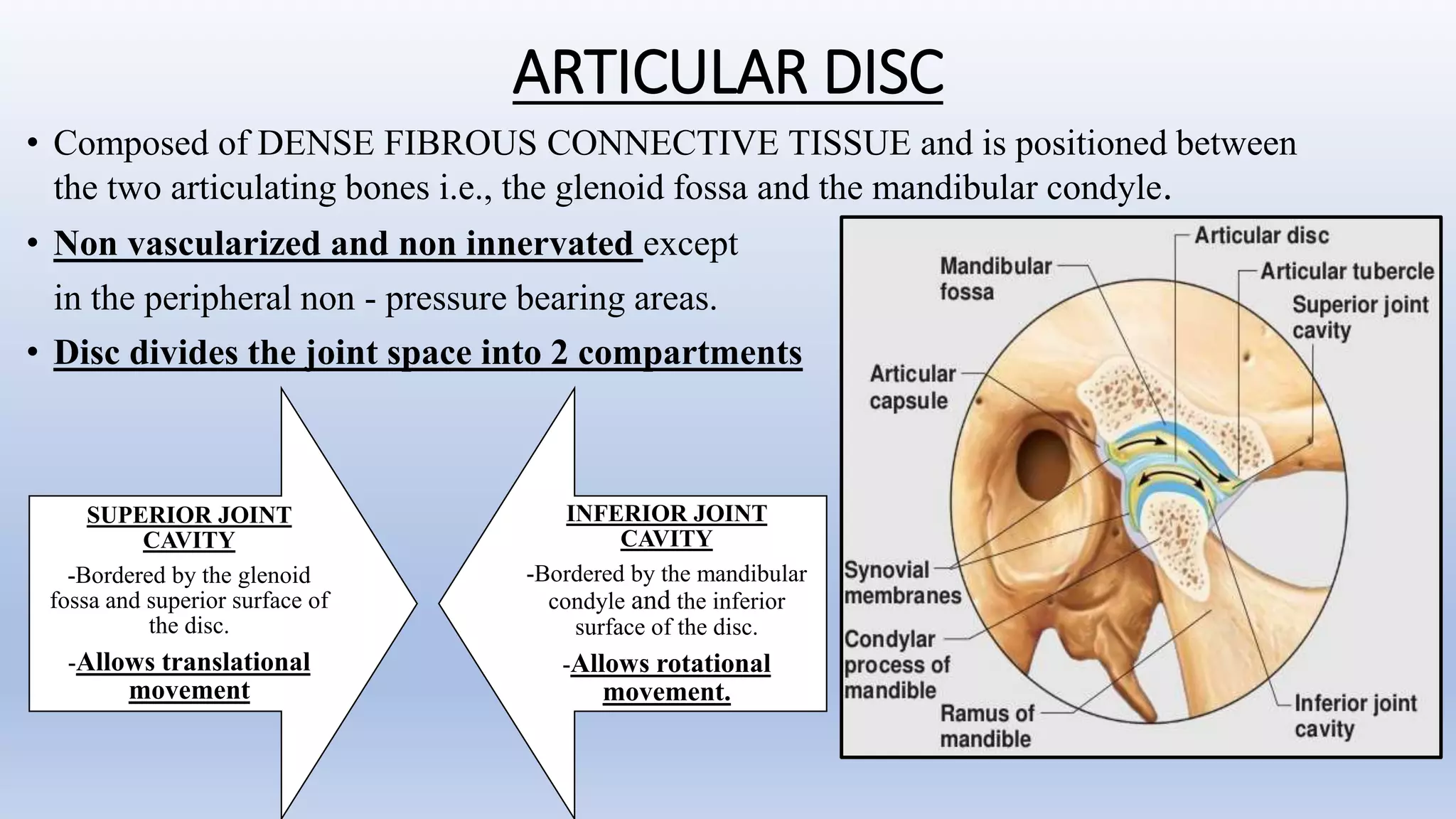Temporomandibular Joint (Anatomy) | PPTX
