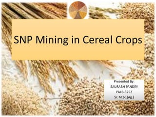 SNP Mining in Cereal Crops
Presented By:
SAURABH PANDEY
PALB-3252
Sr. M.Sc.(Ag.)
 