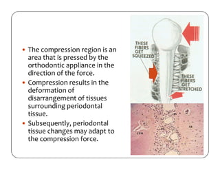 Biological Aspect on Orthodontic Tooth Movement | PDF