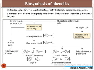 Role of phenols in plant defence | PPTX