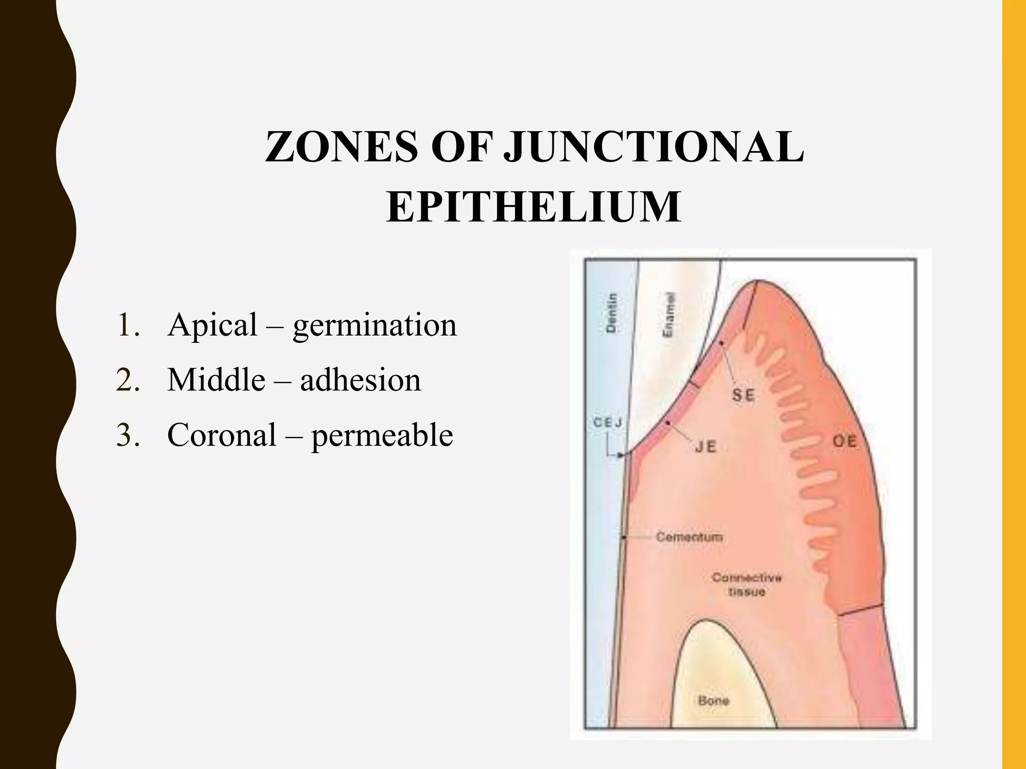 JUNCTIONAL EPITHELIUM | PPTX