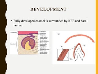 DEVELOPMENT
• Fully developed enamel is surrounded by REE and basal
lamina
 