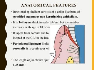 ANATOMICAL FEATURES
• Junctional epithelium consists of a collar like band of
stratified squamous non keratinizing epithelium.
• It is 3-4 layers thick in early life but, but the number
increases with age to 10 or even 20 layers.
• It tapers from coronal end to its apical end, which is
located at the CEJ in the healthy tissue.
• Periodontal ligament limits its apical extent, and
coronally it is continuous with sulcular epithelium
• The length of junctional epithelium ranges from 0.25 to
1.35 mm
 