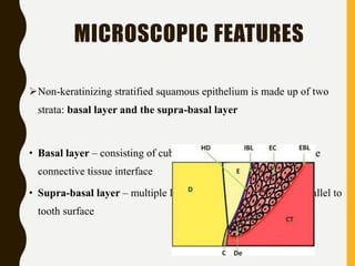 MICROSCOPIC FEATURES
Non-keratinizing stratified squamous epithelium is made up of two
strata: basal layer and the supra-basal layer
• Basal layer – consisting of cuboidal cells, are arranged along the
connective tissue interface
• Supra-basal layer – multiple layers of flattened cells lying parallel to
tooth surface
 