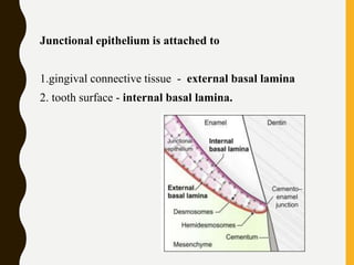 Junctional epithelium is attached to
1.gingival connective tissue - external basal lamina
2. tooth surface - internal basal lamina.
 