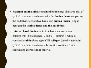 • External basal lamina contains the structures similar to that of
typical basement membrane, with the lamina densa supporting
the underlying connective tissue and lamina lucida lying in
between the lamina densa and the basal cells.
• Internal basal lamina lacks true basement membrane
components like: collagen IV and VII, laminin 1 while it
contains laminin 5 and type VIII collagen (usually absent in
typical basement membrane); hence it is considered as a
specialized extracellular matrix.
 
