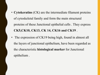 • Cytokeratins (CK) are the intermediate filament proteins
of cytoskeletal family and form the main structural
proteins of these Junctional epithelial cells . They express
CK5,CK10, CK13, CK 14, CK16 and CK19 .
• The expression of CK19 being high, found in almost all
the layers of junctional epithelium, have been regarded as
the characteristic histological marker for Junctional
epithelium .
 