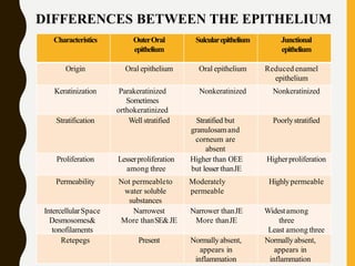 Characteristics OuterOral
epithelium
Sulcularepithelium Junctional
epithelium
Origin Oral epithelium Oral epithelium Reduced enamel
epithelium
Keratinization Parakeratinized
Sometimes
orthokeratinized
Nonkeratinized Nonkeratinized
Stratification Well stratified Stratified but
granulosamand
corneum are
absent
Poorlystratified
Proliferation Lesserproliferation
among three
Higher than OEE
but lesser thanJE
Higherproliferation
Permeability Not permeableto
water soluble
substances
Moderately
permeable
Highlypermeable
IntercellularSpace
Desmosomes&
tonofilaments
Narrowest
More thanSE&JE
Narrower thanJE
More thanJE
Widestamong
three
Least among three
Retepegs Present Normallyabsent,
appears in
inflammation
Normallyabsent,
appears in
inflammation
DIFFERENCES BETWEEN THE EPITHELIUM
 