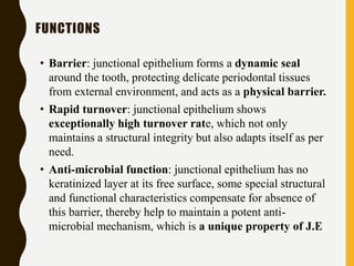 FUNCTIONS
• Barrier: junctional epithelium forms a dynamic seal
around the tooth, protecting delicate periodontal tissues
from external environment, and acts as a physical barrier.
• Rapid turnover: junctional epithelium shows
exceptionally high turnover rate, which not only
maintains a structural integrity but also adapts itself as per
need.
• Anti-microbial function: junctional epithelium has no
keratinized layer at its free surface, some special structural
and functional characteristics compensate for absence of
this barrier, thereby help to maintain a potent anti-
microbial mechanism, which is a unique property of J.E
 