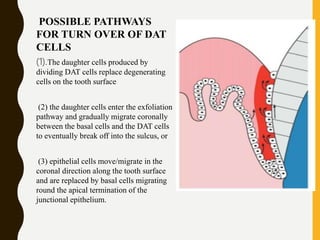 POSSIBLE PATHWAYS
FOR TURN OVER OF DAT
CELLS
(1).The daughter cells produced by
dividing DAT cells replace degenerating
cells on the tooth surface
(2) the daughter cells enter the exfoliation
pathway and gradually migrate coronally
between the basal cells and the DAT cells
to eventually break off into the sulcus, or
(3) epithelial cells move/migrate in the
coronal direction along the tooth surface
and are replaced by basal cells migrating
round the apical termination of the
junctional epithelium.
 