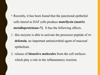 • Recently, it has been found that the junctional epithelial
cells lateral to DAT cells produce matrilysin (matrix
metalloproteinase-7). It has the following effects.
1. this enzyme is able to activate the precursor peptide of ∝-
defensin, an important antimicrobial agent of mucosal
epithelium .
2. release of bioactive molecules from the cell surfaces
which play a role in the inflammatory reaction
 