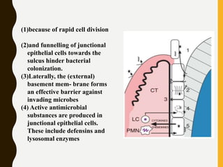 (1)because of rapid cell division
(2)and funnelling of junctional
epithelial cells towards the
sulcus hinder bacterial
colonization.
(3)Laterally, the (external)
basement mem- brane forms
an effective barrier against
invading microbes
(4) Active antimicrobial
substances are produced in
junctional epithelial cells.
These include defensins and
lysosomal enzymes
 