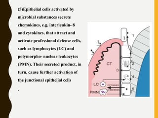 (5)Epithelial cells activated by
microbial substances secrete
chemokines, e.g. interleukin- 8
and cytokines, that attract and
activate professional defense cells,
such as lymphocytes (LC) and
polymorpho- nuclear leukocytes
(PMN). Their secreted product, in
turn, cause further activation of
the junctional epithelial cells
.
 