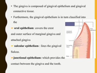 • The gingiva is composed of gingival epithelium and gingival
connective tissue.
• Furthermore, the gingival epithelium is in turn classified into
the
☛ oral epithelium: covers the crest
and outer surface of marginal gingiva and
attached gingiva
☛ sulcular epithelium : lines the gingival
Sulcus.
☛junctional epithelium: which provides the
contact between the gingiva and the tooth.
 