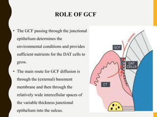 • The GCF passing through the junctional
epithelium determines the
environmental conditions and provides
sufficient nutrients for the DAT cells to
grow.
• The main route for GCF diffusion is
through the (external) basement
membrane and then through the
relatively wide intercellular spaces of
the variable thickness junctional
epithelium into the sulcus.
ROLE OF GCF
 