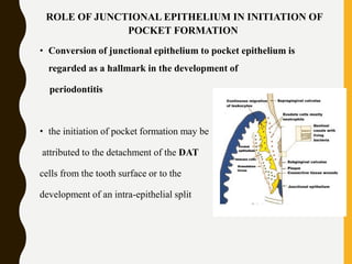 ROLE OF JUNCTIONAL EPITHELIUM IN INITIATION OF
POCKET FORMATION
• Conversion of junctional epithelium to pocket epithelium is
regarded as a hallmark in the development of
periodontitis
• the initiation of pocket formation may be
attributed to the detachment of the DAT
cells from the tooth surface or to the
development of an intra-epithelial split
 