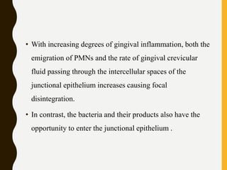 • With increasing degrees of gingival inflammation, both the
emigration of PMNs and the rate of gingival crevicular
fluid passing through the intercellular spaces of the
junctional epithelium increases causing focal
disintegration.
• In contrast, the bacteria and their products also have the
opportunity to enter the junctional epithelium .
 