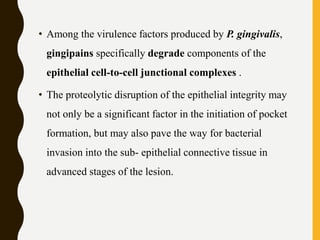 • Among the virulence factors produced by P. gingivalis,
gingipains specifically degrade components of the
epithelial cell-to-cell junctional complexes .
• The proteolytic disruption of the epithelial integrity may
not only be a significant factor in the initiation of pocket
formation, but may also pave the way for bacterial
invasion into the sub- epithelial connective tissue in
advanced stages of the lesion.
 