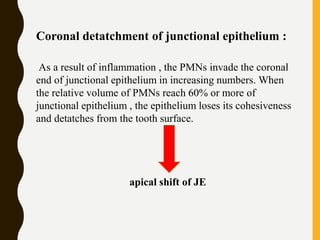 Coronal detatchment of junctional epithelium :
As a result of inflammation , the PMNs invade the coronal
end of junctional epithelium in increasing numbers. When
the relative volume of PMNs reach 60% or more of
junctional epithelium , the epithelium loses its cohesiveness
and detatches from the tooth surface.
apical shift of JE
 
