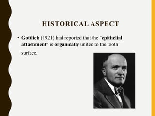 HISTORICAL ASPECT
• Gottlieb (1921) had reported that the "epithelial
attachment" is organically united to the tooth
surface.
 