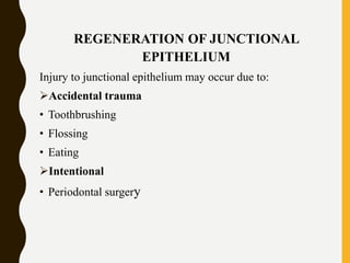 REGENERATION OF JUNCTIONAL
EPITHELIUM
Injury to junctional epithelium may occur due to:
Accidental trauma
• Toothbrushing
• Flossing
• Eating
Intentional
• Periodontal surgery
 