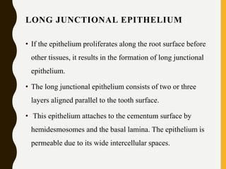 LONG JUNCTIONAL EPITHELIUM
• If the epithelium proliferates along the root surface before
other tissues, it results in the formation of long junctional
epithelium.
• The long junctional epithelium consists of two or three
layers aligned parallel to the tooth surface.
• This epithelium attaches to the cementum surface by
hemidesmosomes and the basal lamina. The epithelium is
permeable due to its wide intercellular spaces.
 