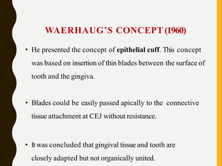 WAERHAUG’S CONCEPT (1960)
• He presented the concept of epithelial cuff. This concept
was based on insertion of thin blades between the surface of
tooth and the gingiva.
• Blades could be easily passed apically to the connective
tissue attachment at CEJ without resistance.
• Itwas concluded that gingival tissue and tooth are
closely adapted but not organically united.
 