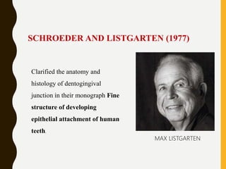 SCHROEDER AND LISTGARTEN (1977)
Clarified the anatomy and
histology of dentogingival
junction in their monograph Fine
structure of developing
epithelial attachment of human
teeth.
MAX LISTGARTEN
 
