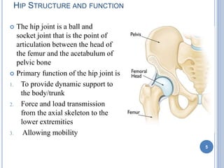 Hip Function Differential diagnosis of hip | PPTX